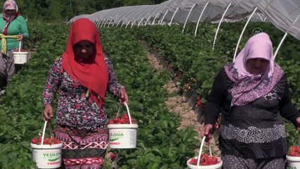 Bartınlı manav ıspanağa alternatif ektiği çilekten yıllık 50 ton ürün alıyor