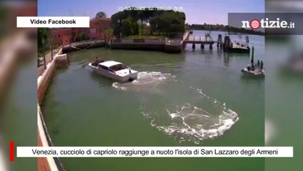 Venezia, cucciolo di capriolo raggiunge a nuoto l'isola di San Lazzaro degli Armeni