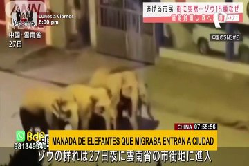 China: manada de elefantes transita por las calles de una ciudad y genera alarma