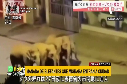 China: manada de elefantes transita por las calles de una ciudad y genera alarma