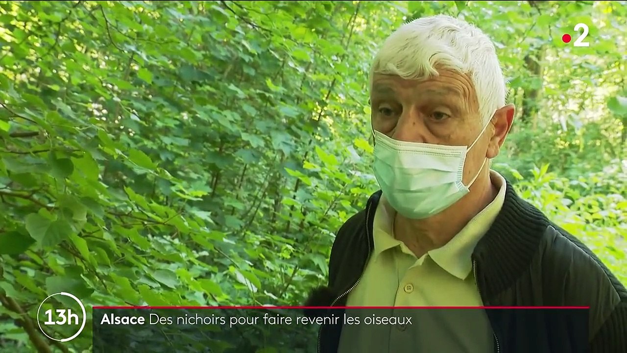 Biodiversité : en Alsace, des bénévoles entretiennent les nichoirs pour faire revenir les oiseaux