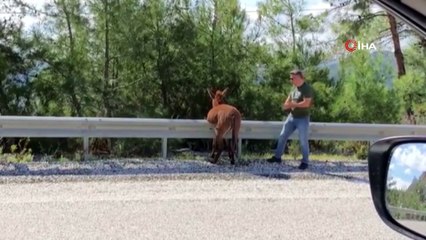 Bariyerlerde askıda kalan yaban eşeği için vatandaşlar seferber oldu
