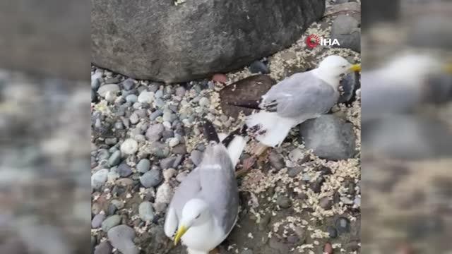 Ayaklarına balık kancası takılan iki martıyı kurtardı, ödülü martının ısırığı oldu