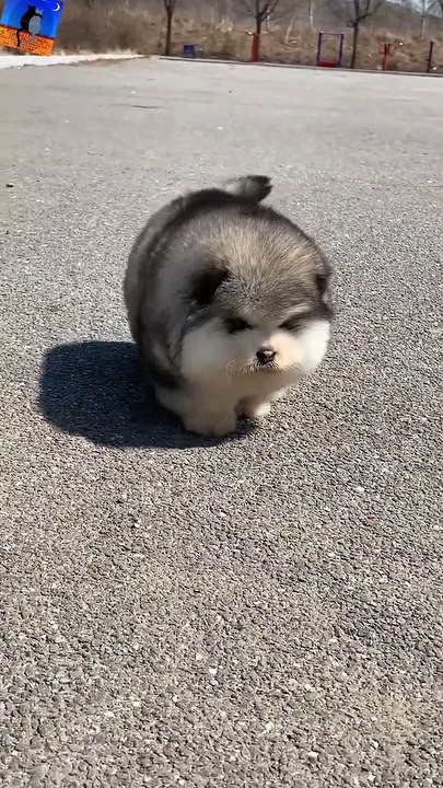 Lovely puppy