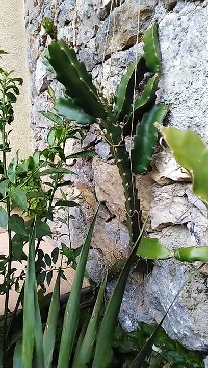Arbre fruit de dragon