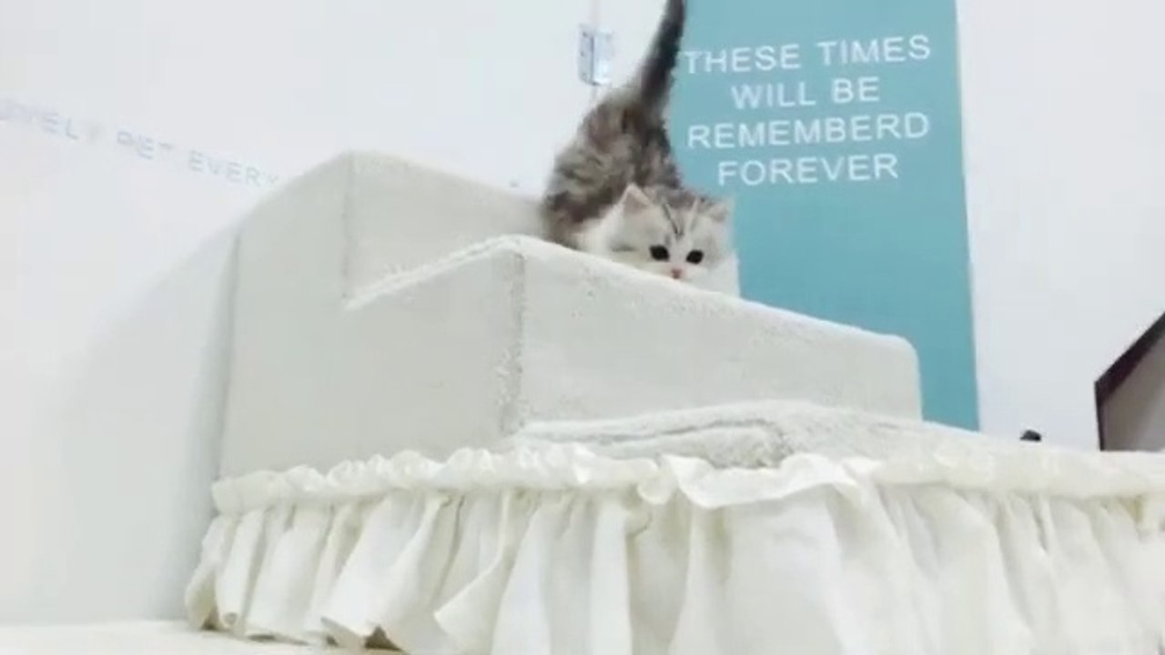 Cute cat