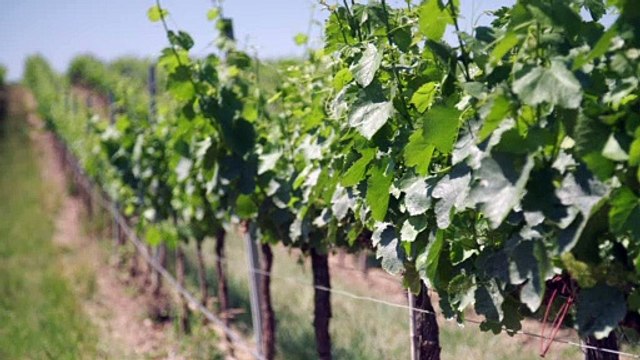 Raimat Natura abre al público 700 ha de espacio natural y más de un centenar de especies protegidas