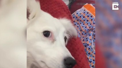 Dog Doesn't Like Being Called Fat