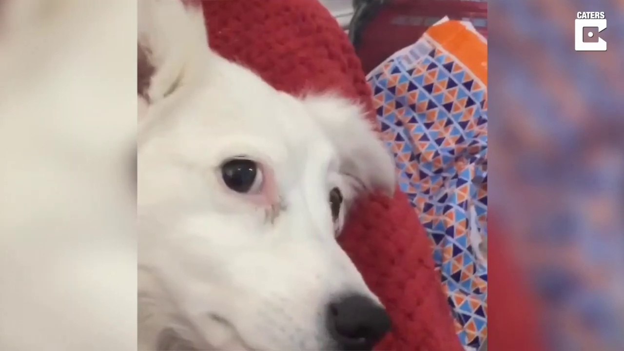 Dog Doesn't Like Being Called Fat