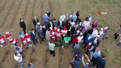 'Aronya' bitkisi üretimi yaygınlaştırılacak