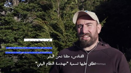 القنادس تهدد غابات باتاغونيا... والنظام البيئي