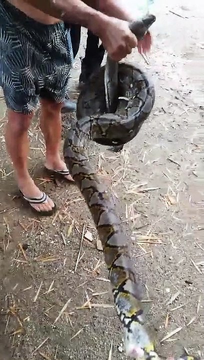 snake