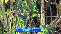 Easy Diy Bird Feeder Using Recycled Plastic Container - How To Make For Garden Birds & Hummingbirds