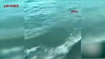 Antalya'da denizde görülen zehirli balon balığı paniğe neden oldu