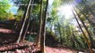  Bamboo Trees Ambience, Nature Sounds | 4K Binaural Nature Asmr Sleep & Relaxing | Jungnogwon