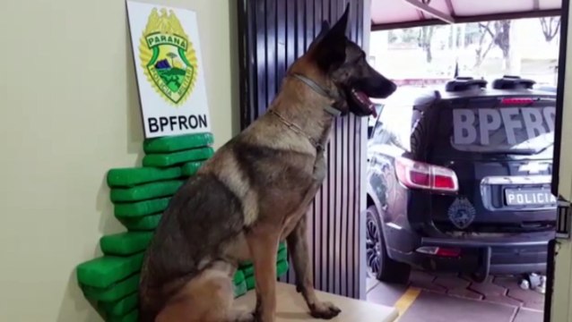 Cão farejador auxilia BPFron a realizar apreensão de maconha às margens da BR-277, em Cascavel