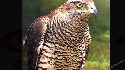 Canto del Azor Común