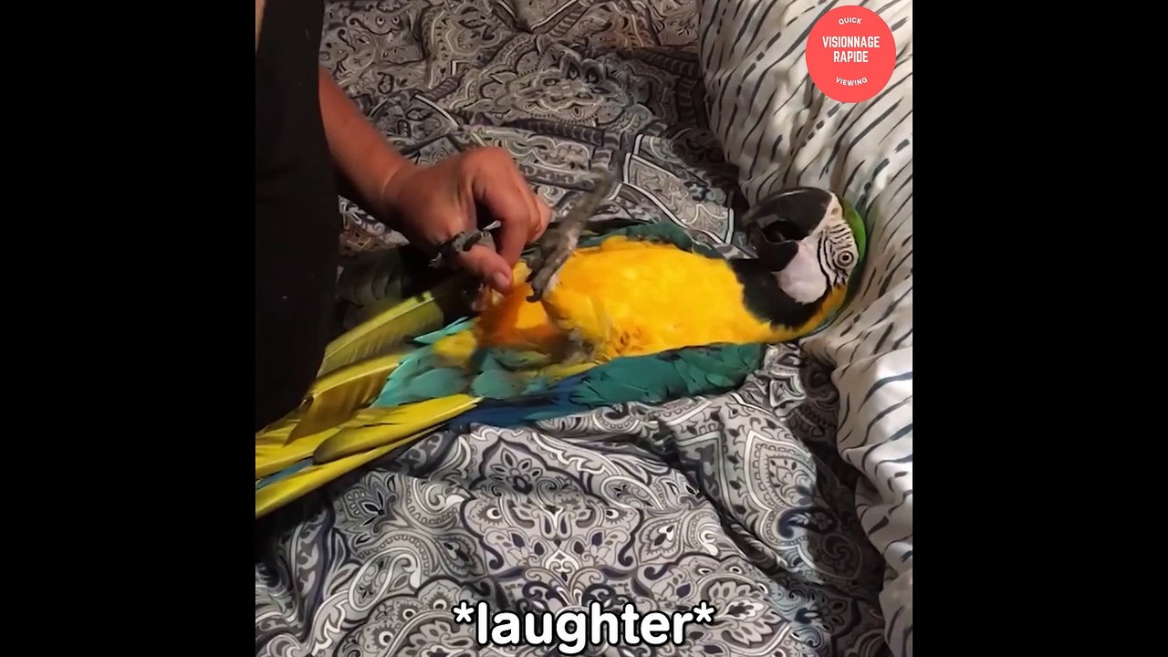 best parrot who can talk verry funny