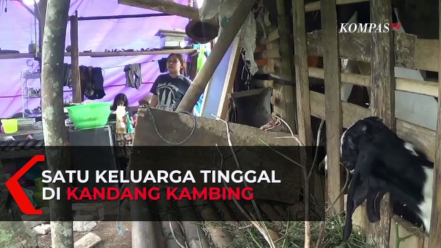 Akibat Gempa Satu Keluarga Tinggal di Kandang Kambing
