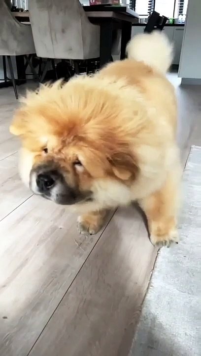 Shake It Off   MrAnimals