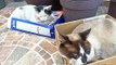 los gatos pernanca y chocolate descansando tranquilamente en el patio del jardin en sus cajas y con exelente clima