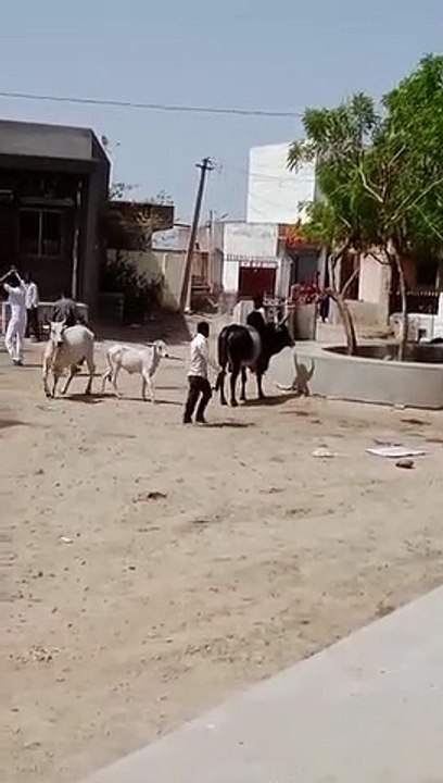 जमीन विवाद : महिलाओं पर बरसाई लाठियां, दो महिलाओं सहित चार घायल, वीडियो हुआ वायरल