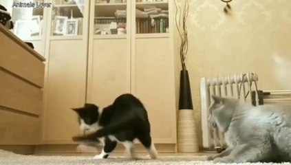 Cat funny cat,both cat are funny, animals