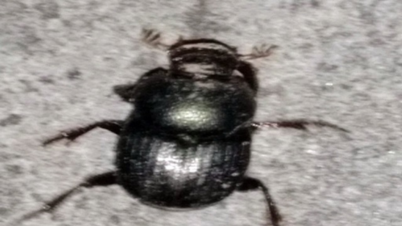 Beetle insects walking  video