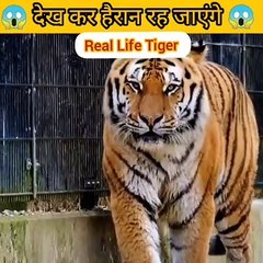 मिलिए Real Life Tiger-- से जिसे देख-- दुनिया हैरान रह गई--(360P)