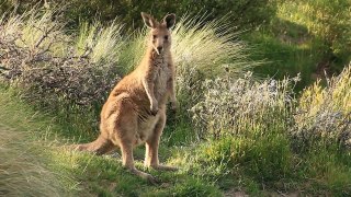 The kangaroo is a marsupial from the family Macropodias - Wildlife - Short Film