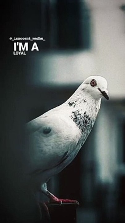 vamma tinkulu (feel the music)