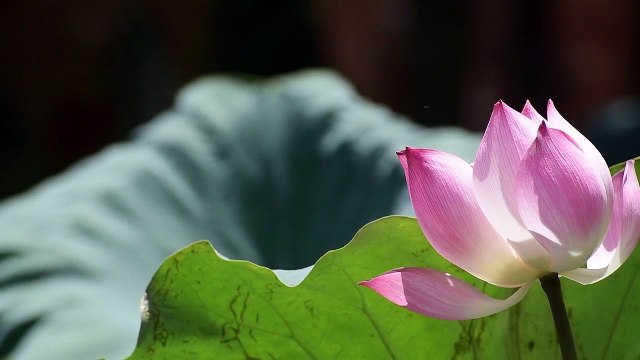 Flower trees video,beautiful flowers video,flower garden video background,Flower trees,