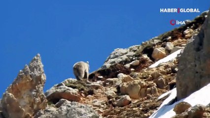 Yavrusunu erkek ayıdan böyle korudu