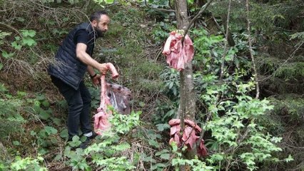 Ayılar köylere inmesin diye ormana sakatat bırakıyorlar