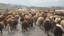 Tarım arazileri zarar görmesin diye sürüler asfalta çıktı