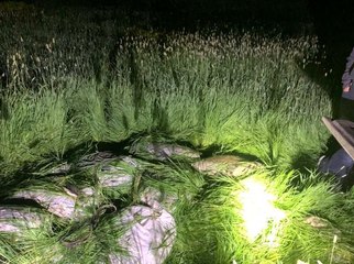 Van Gölü'nde 1.2 ton inci kefali ele geçirildi