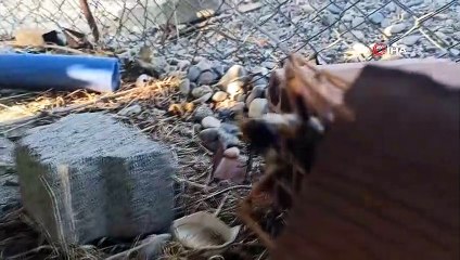 Dev çekirge görenleri hayretler içinde bıraktı