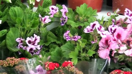 Evde çiçek bakımında su ve toprak tercihi hayati önem taşıyor