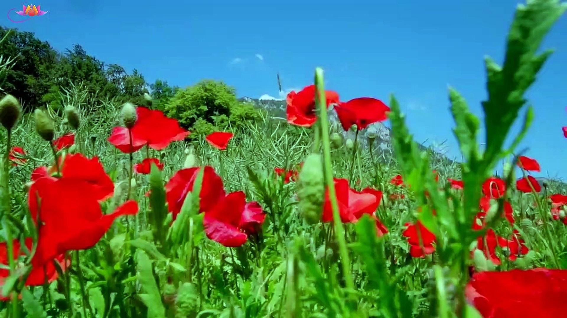 ⁣Relaxing Music Relaxation and Meditation Sleep Music || Music for study|| Yoga music