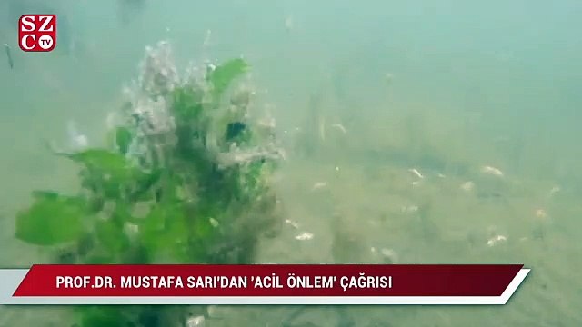 Prof. Dr. Mustafa Sarı, etkisi artıran deniz salyası için Acil Önlem çağrısı yaptı