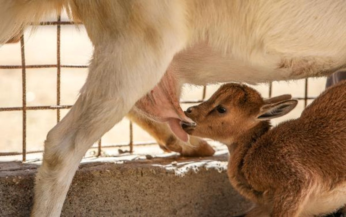 ANNESİ ÖLEN YAVRU DAĞ KEÇİSİNİ, SAANEN KEÇİSİ EMZİRİYOR