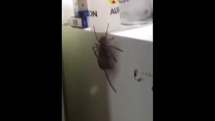 Dev örümcek yakaladığı fareyi böyle taşıdı!