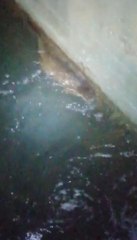 EĞİRDİR GÖLÜ'NDE SU SAMURU HEYECANI