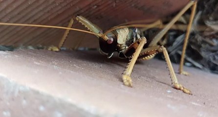 Dev çekirge görenleri hayretler içinde bıraktı