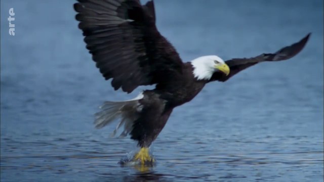 Les superspouvoirs des animaux - Les oiseaux de proie