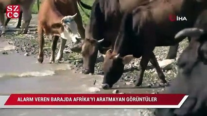 Alarm veren barajda Afrika’yı aratmayan görüntüler