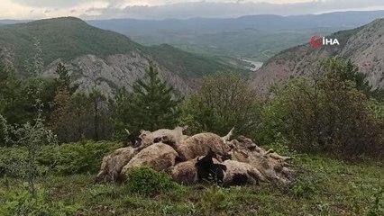Ağıla girince şoka uğradı... Borçla aldığı koyunları telef oldu