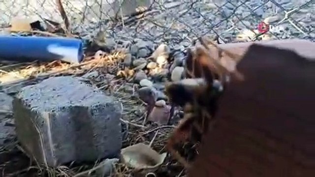 Dev çekirge görenleri şaşkına çevirdi