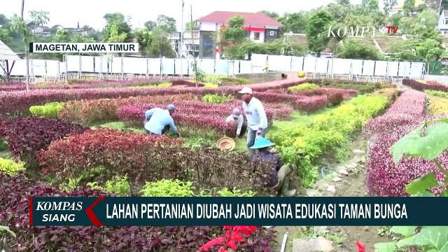 Petani di Magetan Ubah Lahan Pertanian Jadi Wisata Edukasi Taman Bunga