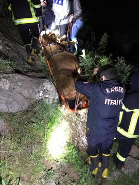 BACAĞI KIRILAN İNEK, SEDYE İLE TAŞINDI